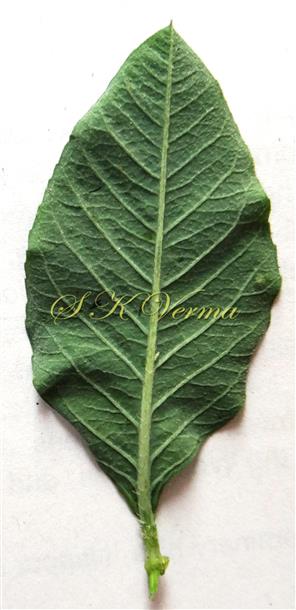  Leaf - Abaxial view